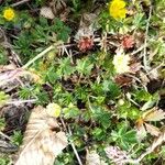 Potentilla brauneana Blomst