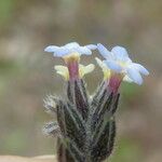 Myosotis discolor Flor