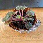 Saintpaulia ionantha Hoja