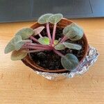 Streptocarpus ionanthus Leaf