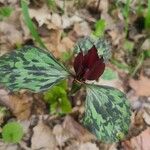 Trillium recurvatum Flower