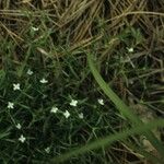 Polypremum procumbens Celota