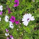Dimorphotheca fruticosa ফুল