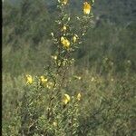 Keckiella antirrhinoides Агульны выгляд