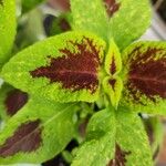 Amaranthus tricolor Leaf