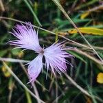 Dianthus superbus ফুল