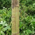 Tithonia diversifolia Bark