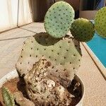 Opuntia basilaris 整株植物