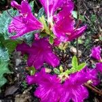 Rhododendron ferrugineum Flower