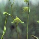 Dendrobium crassicaule Цветок