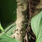 Philodendron ornatum Bark