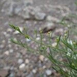 Thesium alpinum Habit