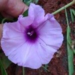 Ipomoea cairica പുഷ്പം