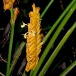 Calathea similis Fruit