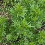 Artemisia vulgaris 整株植物