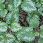 Lamium galeobdolonLeaf