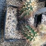 Echinocereus fendleri