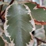 Pittosporum tenuifolium Leaf