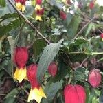 Abutilon megapotamicum Květ