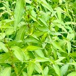 Persicaria hydropiper Hoja