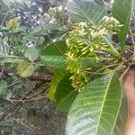 Alstonia costata Λουλούδι