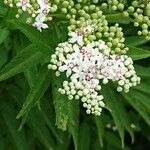 Sambucus ebulusപുഷ്പം