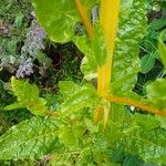 Beta vulgaris 葉