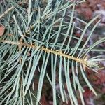 Abies concolor Leaf