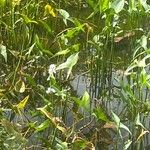 Sagittaria latifolia Leaf