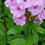 Phlox maculata 花