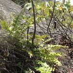 Asplenium stuhlmannii Leaf