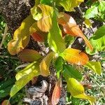 Pappea capensis Blad