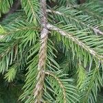 Picea rubens Leaf