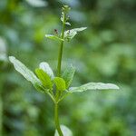 Scrophularia auriculataFlower