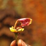 Afzelia bipindensis Flor