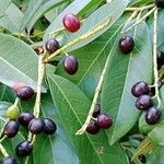 Prunus laurocerasus List