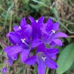 Campanula glomerataFlower