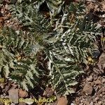 Cynara algarbiensis Other