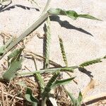 Urochloa panicoides Fruit