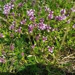 Thymus serpyllumFlower