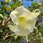 Brugmansia × candida Kukka