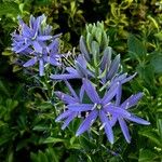 Camassia leichtlinii 花