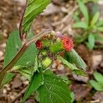 Crassocephalum crepidioidesFlower