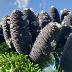 Abies lasiocarpa Ovoce