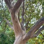 Lagerstroemia speciosaBark