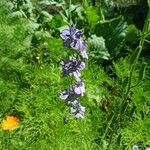 Delphinium ajacis Flower