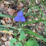 Tradescantia ohiensisLorea