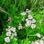 Coriandrum sativum Blüte