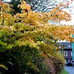 Parrotia persica Muu