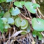 Adiantum reniforme Лист